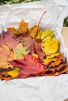 A box of autumnal leaves preserved in bees wax