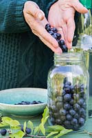 Adding sloes to glass jar
