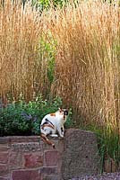 Mia the cat sitting on wall of the Grasses Terrace. Calamagrostis x acutiflora 'Karl Foerster'