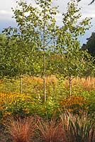 Winter Garden  -  Betulus utilis var.jacquemontii 'Jermyns', Cornus sanguinea - 'Midwinter Fire', 'Flaviramea' 
