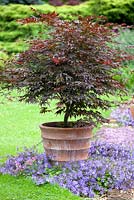Acer palmatum Atropurpureum in container with Campanula poscharskyana Blue Waterfall at base.