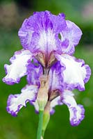 Iris Dancer's Veil, Bearded Iris. June, Perennial. 