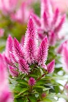 Celosia spicata 'Kelos Pink'
