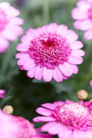 Argyranthemum frutescens 'Percussion Cymbals Dark Pink'