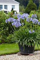 Agapanthus 'Marianne' in raised container
