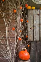 Display with Pumpkin, Physalis and conker spiders