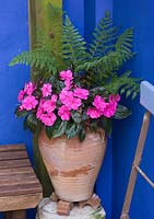 Small town garden - Courtyard with cobalt blue walls and container planted with new guinea busy lizzies in shocking pink