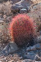 Ferocactus cylindraceus - California Barrel cactus, California, USA