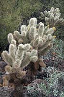 Opuntia bigelovii, Teddy Bear Cholla cactus
