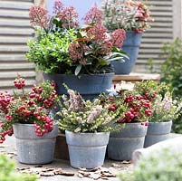 Autumn containers with Erica x darleyensis, Gaultheria mucronata, Hebe and Skimmia japonica