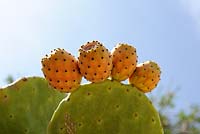 Rabat Victoria - Gozo Opuntia Prickly pear grows throughout Malta and Gozo and is used as ingredient in a variety of foods. 