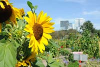 Sunflowers on allotment plot - Dr. L. Alma schoolwerktuin. The school gardens provide 575 plots for local school children to learn gardening and nature lessons. 