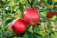 Malus domestica - Apple 'Clopton Red'