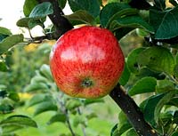 Malus domestica - Apple 'Jolly Miller'