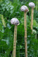 Step by step of making snail shell cane toppers - The finished cane toppers supporting netting in a vegetable bed
