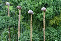 Step by step of making snail shell cane toppers - The finished cane toppers supporting netting in a vegetable bed