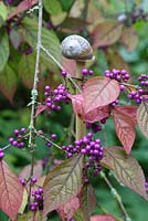 Step by step of making snail shell cane toppers - The finished cane toppers used decoratively with Callicarpa bodinieri var. giraldii 'Profusion'