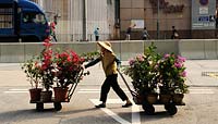 An elderly lady shifts Bougainvillea plants on trolleys along the road. Mong Kok Flower Market, Hong Kong