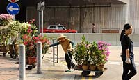 An elderly lady shifts Bougainvillea plants on trolleys along the road. 