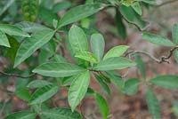 Psychotria asiatica - Wild Coffee 
