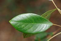 Symplocos lancifolia - Smooth-leaved Sweet-leaf 