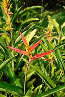 Heliconia Nathiasiao cv. Mildred. 