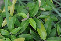 Backhousia citriodora - Lemon scented myrtle. 