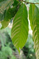 Theobroma cacao - Cocoa tree leaves. 