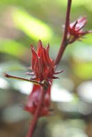 Hibiscus sabdariffa - (Roselle) The calyx is widely used to make beverages as it has a distinct sour flavour. 