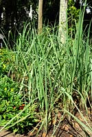 Cymbopogon citratus - Lemon grass. 