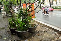 Miniature ponds with lilies and goldfish in huge pots - Bangkok Thailand. Along most of the sidewalks of the city.