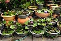 Pots and water lilies for sale at a flower market in Bangkok, Thailand  