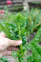 Bolting spinach - Spinacia oleracea