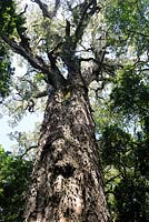 Podocarpus falcatus - estimated to be 800 years old.  