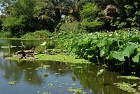 Garden feature - Lotus plants on the banks of a pond. 