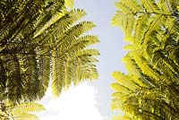 Cyathea Australis  - Rough Tree fern leaves 