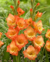 Gladiolus 'Savannah'