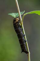 Elephant hawk moth larvae - deilephila elpenor on fuschia stem.