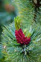 Pinus pumila draijers dwarf