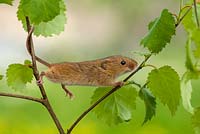 Micromys minutus  - Young harvest mouse climbing 