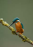 Alcedo atthis  - kingfisher on tree branch