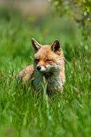Vulpes vulpes  - fox amongst long grass