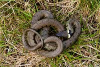 Natrix natrix - adult grass snake in grass