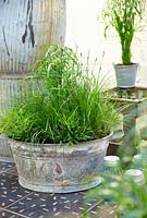 Mixed grasses in container