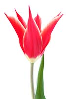Tulipa 'Aladdin' - Tulip  Lily flowered Group, May