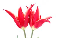 Tulipa 'Aladdin' - Lily flowered Group