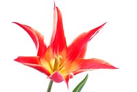 Tulipa 'Aladdin' - Lily flowered Group
