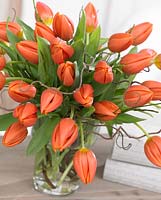 Tulipa 'Prinses Catharina-Amalia'