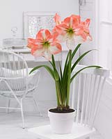Hippeastrum in pot on chair 