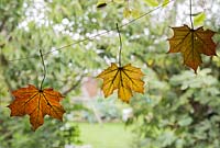 Strung autumnal leaves preserved in bees wax